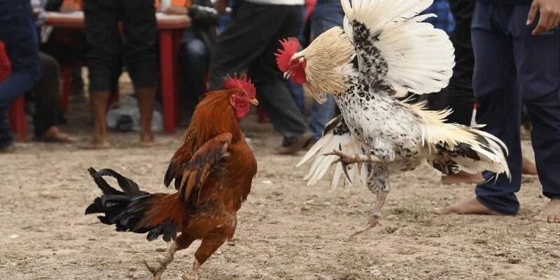 Đá Gà Cựa Sắt - Tìm Hiểu Chi Tiết Luật Tham Gia Trên QQ88 1 đá gà cựa sắt